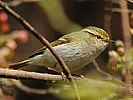 Pallas's leaf warbler