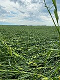 A flattened corn field near Roland, Iowa