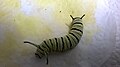 Larva (last instar)