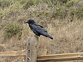 A raven stands on a fence post along the Tennessee Valley trail.
