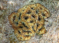 Acanthastrea echinata, un corail encroûtant.