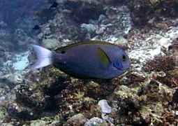 Un poisson-chirurgien de Thmpson (Acanthurus thompsoni)