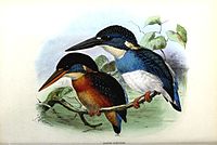 Blue-banded Kingfisher