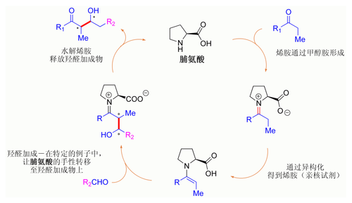 假定的脯氨酸催化的羟醛反应机理