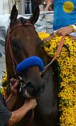 American Pharoah at the Preakness Stakes in May 2015