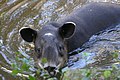 Tapirus bairdii