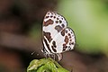 Laying egg, Chinnar Wildlife Sanctuary