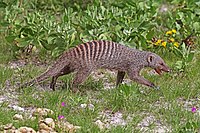 Mongoose (Herpestidae)