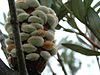 Banksia saxicola - old cone