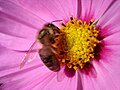Biene auf Gartenblume in Sachsen