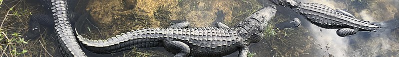 American alligator (Alligator mississippiensis) at the Oasis visitor center in Big Cypress National Preserve, Florida