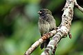 Gorrión negro (Tiaris bicolor)