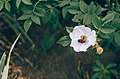 Blossom, Mykolaiv, Ukraine