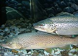 Brown trouts