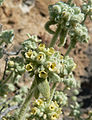 Buddleja utahensis