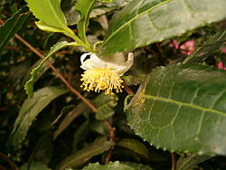 Teepensas (Camellia sinensis)