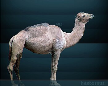 Artist's restoration of Camelops hesternus.