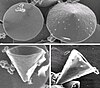 Electron microscope images of carbon nanocones
