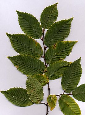 Euroopanvalkopyökin (Carpinus betulus) lehvästöä.