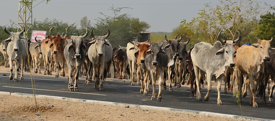 Troupeau de vaches.