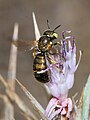 Ceratina bifida ♀