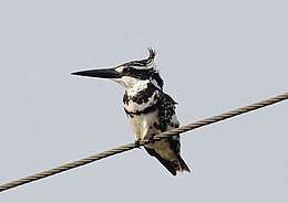 Tarka halkapó (Ceryle rudis)