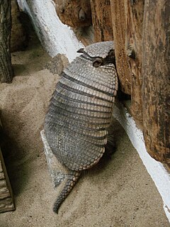 Description de l'image Chaetophractus villosus (Wroclaw zoo).JPG.