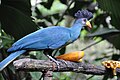 Great blue turaco