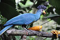 Great blue turaco