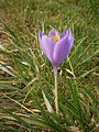 Crocus nudiflorus