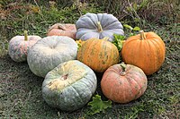 C. pepo pumpkins – the two bright orange ones in center right, and squashes C. maxima, all others