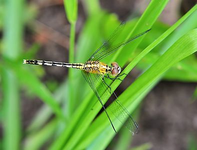 Diplacodes trivialis female