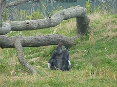 Gorilla habitat