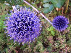 Echinops ritro