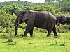 Mole National Park elephants