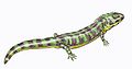 Enosuchus breviceps