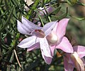 Eremophila abietina -emuntorvilaji