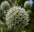 Eryngium paniculatum