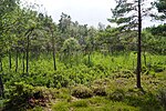 Färdsleskogens naturreservat