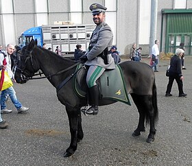 Poney de Monterufoli appartenant au Corpo Forestale dello Stato, à la Fieracavalli 2014.