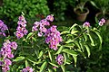 Lilas des Indes