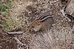 Description de l'image Four-striped Grass Mouse.JPG.