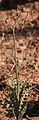 Freesia viridis subsp. crispifolia