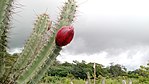 曼達卡魯（英语：Cereus jamacaru） Mandacaru