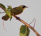 Masked yellowthroat