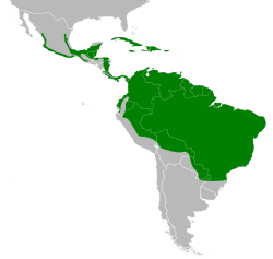 Distribución geográfica de la paloma perdiz común.