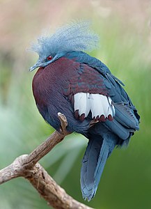 Scheepmaker's crowned pigeon, by Lviatour