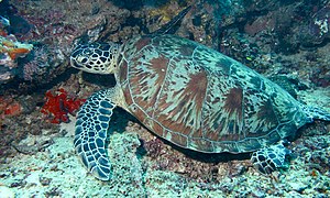 Chelonia mydas (Sabah, Malaisie)