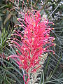 Grevillea Banksii 'Sylvia'