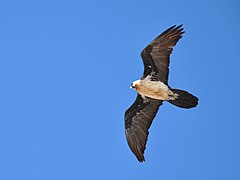 Individu adulte de Gypaetus barbatus meridionalis, photographié en Tanzanie.